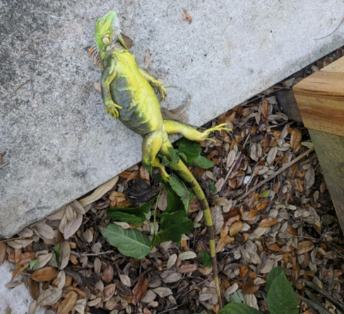 Frozen Iguana (or Dead)!