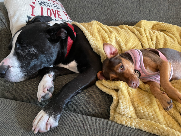 Carly and Oreo Laying Down